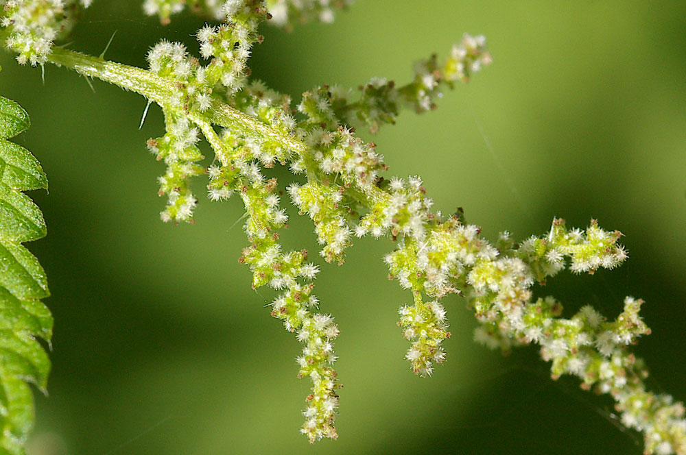 Urtica dioica / Ortica comune
